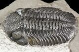 Prone Eldredgeops (Phacops) Trilobite - New York #55000-2